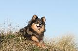 CHIEN FINNOIS DE LAPONIE 054